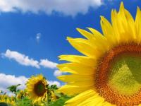 Girasoles
