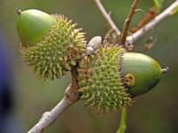 Bellotas