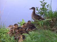 Belle famille