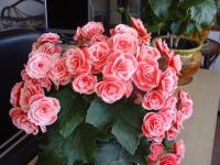 Begonia