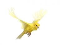 Le vol du canari
