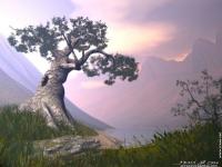 Bonsai