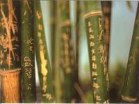 Bambous Chinois