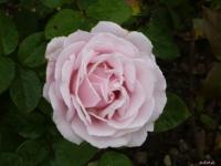 Rose Frédéric Mistral
