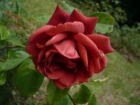 Rose Terra-Cotta