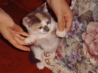 Bébé chat