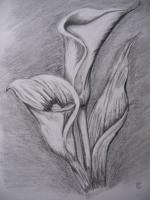 Arums au fusain
