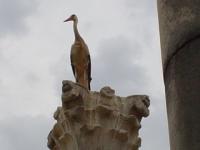 Volubilis  une cigogne