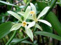 Fleurs de vanille
