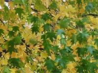 Quelques feuilles vertes