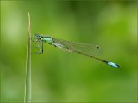 Libellule d'eau