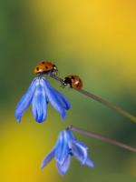 Deux petites coccinelles