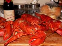 Homards îles de la madeleine