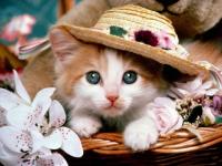 Gatito