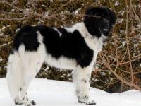 Mon ami le chien