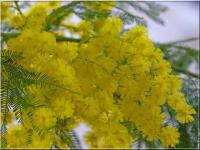 Branche de mimosa