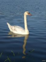 Cygne blanc