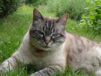 Le chat corto