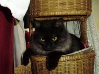 Malou,le chat