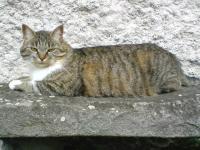 Boulette 2008