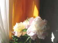 Lumière de fleurs