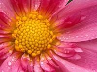 Flor 6