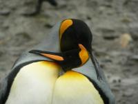 Amoureux ou transis de froid