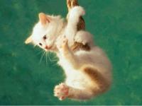 Chat balanceur