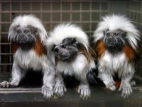 Singes tamarin