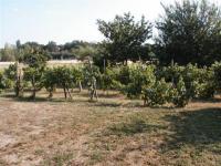 Vigne maison