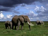 Les éléphants d'Afrique