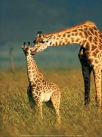Girafe dans la savane
