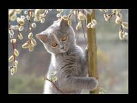 Minou tout gris