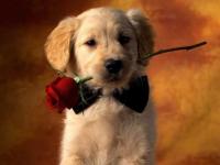 Dogy