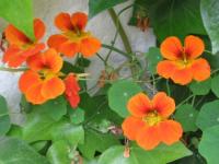 Fleurs de Rabat