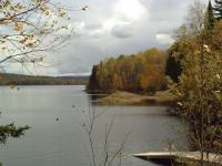 Feuilles d'or