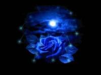 Rose bleue 2