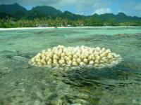 Patate de corail