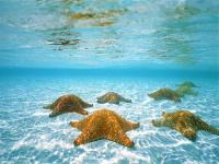 Estrellas del mar
