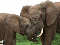 Éléphants: mère et fille