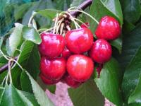 Cerezas de jerte