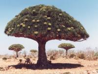 Drôles d'arbres