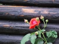 Mignonne, allons voir...
