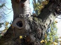 Le vieil arbre du parking