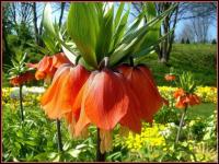 Fritillaire