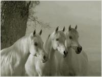 Blanc comme la neige