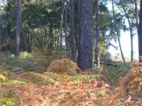 Landes : Pins et fougères