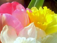 Printemps on t'attend !