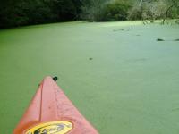En canoe sur l'eau verte