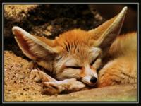 Fennec